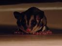 SugarGlider