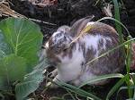 Bramble eating cabbage in our garden