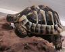 wrinkle the hermman tortoise